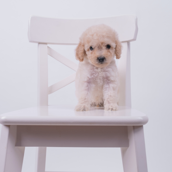Maltipoo Puppy For Sale - Puppy Love PR